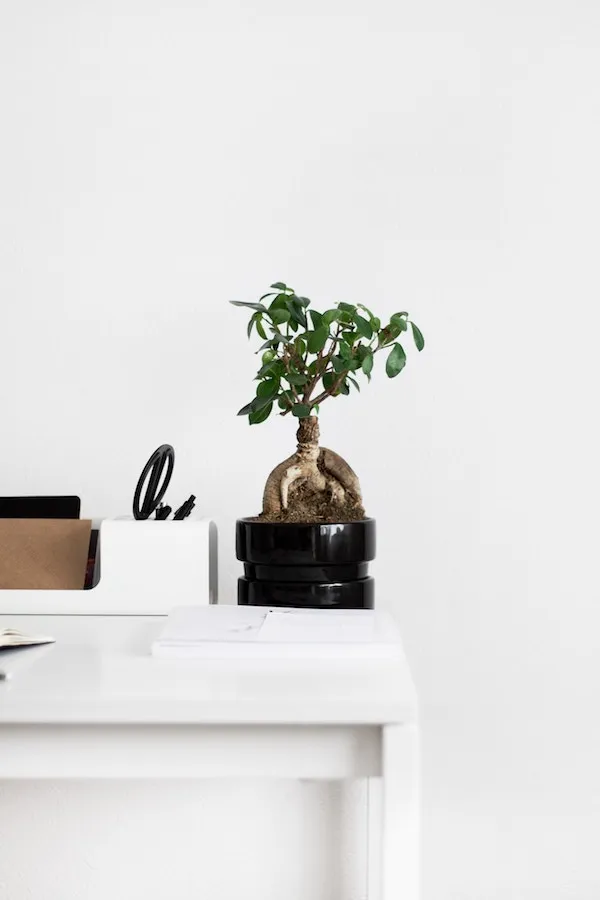 Bonsai tree on desk